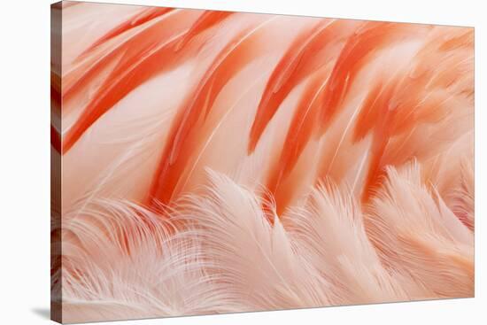 Chilean Flamingo (Phoenicopterus chilensis) adult, Durrell Wildlife Park (Jersey Zoo)-Bill Coster-Stretched Canvas