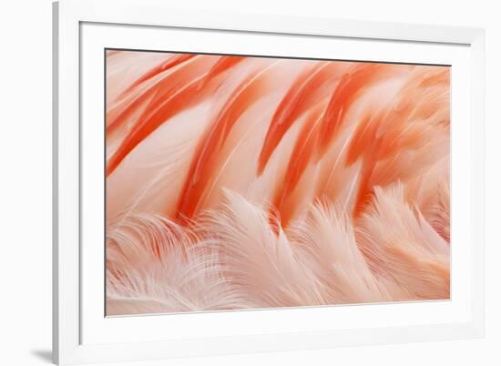 Chilean Flamingo (Phoenicopterus chilensis) adult, Durrell Wildlife Park (Jersey Zoo)-Bill Coster-Framed Photographic Print