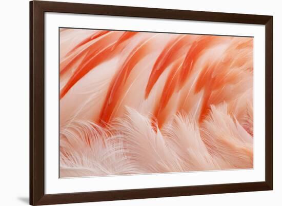 Chilean Flamingo (Phoenicopterus chilensis) adult, Durrell Wildlife Park (Jersey Zoo)-Bill Coster-Framed Photographic Print