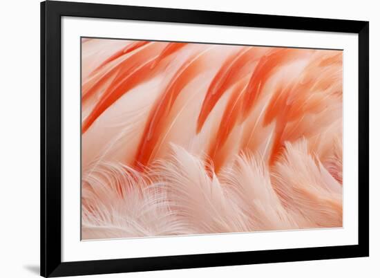 Chilean Flamingo (Phoenicopterus chilensis) adult, Durrell Wildlife Park (Jersey Zoo)-Bill Coster-Framed Photographic Print