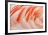 Chilean Flamingo (Phoenicopterus chilensis) adult, Durrell Wildlife Park (Jersey Zoo)-Bill Coster-Framed Photographic Print