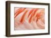 Chilean Flamingo (Phoenicopterus chilensis) adult, Durrell Wildlife Park (Jersey Zoo)-Bill Coster-Framed Photographic Print