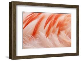 Chilean Flamingo (Phoenicopterus chilensis) adult, Durrell Wildlife Park (Jersey Zoo)-Bill Coster-Framed Photographic Print