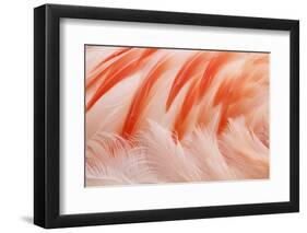 Chilean Flamingo (Phoenicopterus chilensis) adult, Durrell Wildlife Park (Jersey Zoo)-Bill Coster-Framed Photographic Print