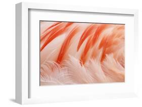 Chilean Flamingo (Phoenicopterus chilensis) adult, Durrell Wildlife Park (Jersey Zoo)-Bill Coster-Framed Photographic Print