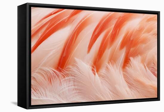 Chilean Flamingo (Phoenicopterus chilensis) adult, Durrell Wildlife Park (Jersey Zoo)-Bill Coster-Framed Stretched Canvas