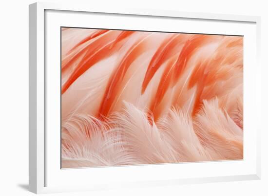 Chilean Flamingo (Phoenicopterus chilensis) adult, Durrell Wildlife Park (Jersey Zoo)-Bill Coster-Framed Photographic Print