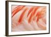 Chilean Flamingo (Phoenicopterus chilensis) adult, Durrell Wildlife Park (Jersey Zoo)-Bill Coster-Framed Photographic Print