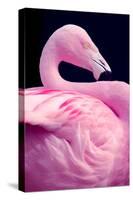 Chilean Flamingo Portrait-Jeff McGraw-Stretched Canvas