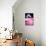 Chilean Flamingo Portrait-Jeff McGraw-Stretched Canvas displayed on a wall