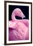 Chilean Flamingo Portrait-Jeff McGraw-Framed Photographic Print