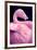 Chilean Flamingo Portrait-Jeff McGraw-Framed Photographic Print