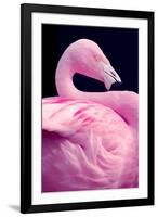 Chilean Flamingo Portrait-Jeff McGraw-Framed Photographic Print