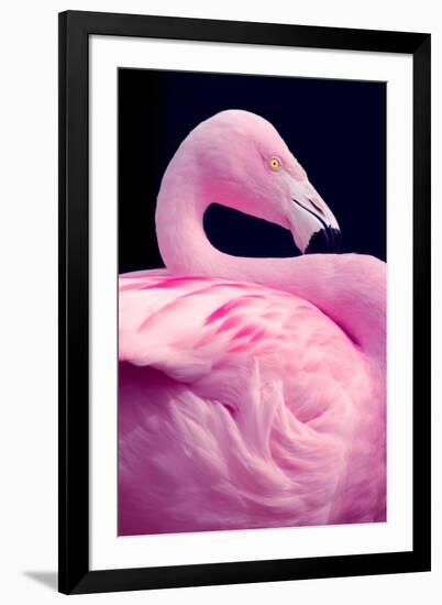 Chilean Flamingo Portrait-Jeff McGraw-Framed Photographic Print