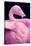 Chilean Flamingo Portrait-Jeff McGraw-Stretched Canvas