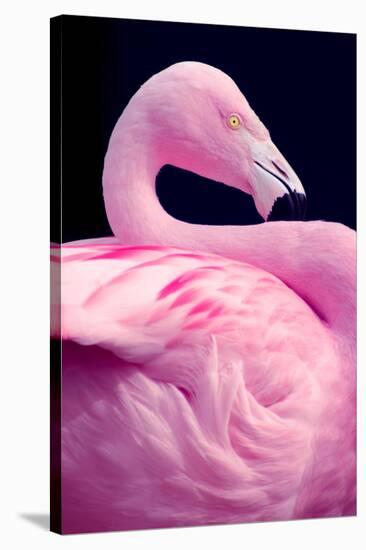 Chilean Flamingo Portrait-Jeff McGraw-Stretched Canvas