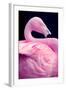 Chilean Flamingo Portrait-Jeff McGraw-Framed Photographic Print