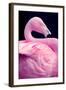 Chilean Flamingo Portrait-Jeff McGraw-Framed Photographic Print