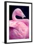 Chilean Flamingo Portrait-Jeff McGraw-Framed Photographic Print