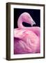 Chilean Flamingo Portrait-Jeff McGraw-Framed Photographic Print