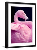 Chilean Flamingo Portrait-Jeff McGraw-Framed Photographic Print