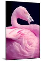 Chilean Flamingo Portrait-Jeff McGraw-Mounted Photographic Print