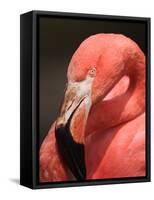 Chilean Flamingo-Adam Jones-Framed Stretched Canvas