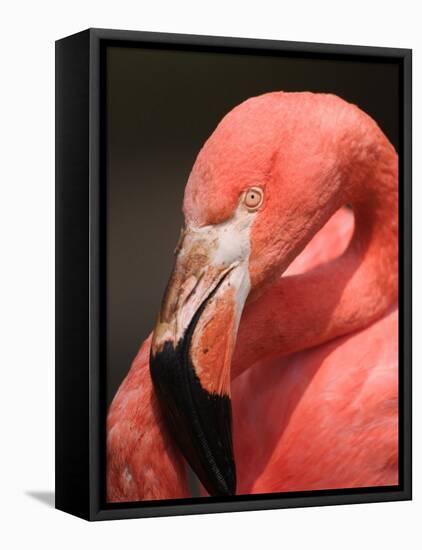 Chilean Flamingo-Adam Jones-Framed Stretched Canvas