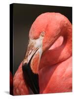 Chilean Flamingo-Adam Jones-Stretched Canvas