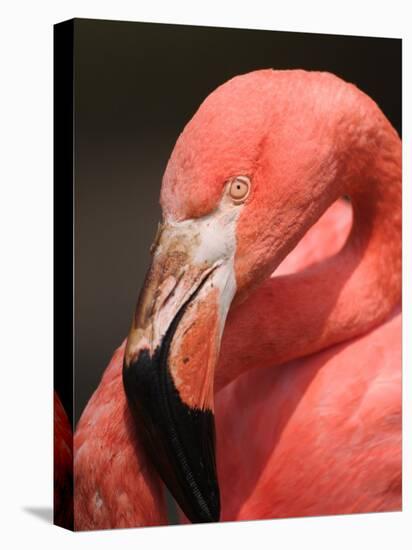 Chilean Flamingo-Adam Jones-Stretched Canvas