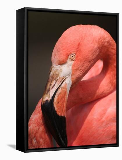 Chilean Flamingo-Adam Jones-Framed Stretched Canvas