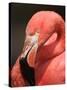 Chilean Flamingo-Adam Jones-Stretched Canvas