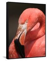 Chilean Flamingo-Adam Jones-Framed Stretched Canvas