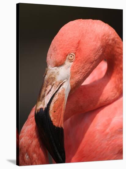 Chilean Flamingo-Adam Jones-Stretched Canvas