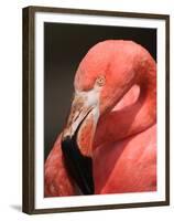 Chilean Flamingo-Adam Jones-Framed Premium Photographic Print