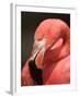 Chilean Flamingo-Adam Jones-Framed Premium Photographic Print