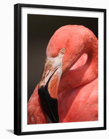 Chilean Flamingo-Adam Jones-Framed Premium Photographic Print