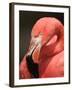 Chilean Flamingo-Adam Jones-Framed Premium Photographic Print