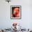 Chilean Flamingo-Adam Jones-Framed Premium Photographic Print displayed on a wall