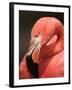 Chilean Flamingo-Adam Jones-Framed Premium Photographic Print