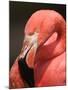 Chilean Flamingo-Adam Jones-Mounted Premium Photographic Print