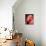 Chilean Flamingo-Adam Jones-Mounted Photographic Print displayed on a wall