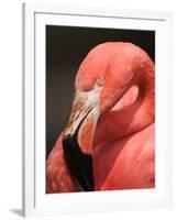 Chilean Flamingo-Adam Jones-Framed Photographic Print