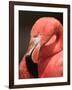 Chilean Flamingo-Adam Jones-Framed Photographic Print