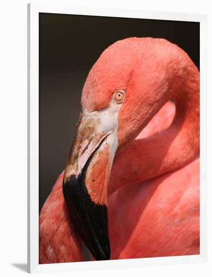 Chilean Flamingo-Adam Jones-Framed Photographic Print