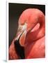 Chilean Flamingo-Adam Jones-Framed Photographic Print