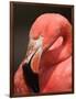 Chilean Flamingo-Adam Jones-Framed Photographic Print