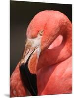 Chilean Flamingo-Adam Jones-Mounted Photographic Print