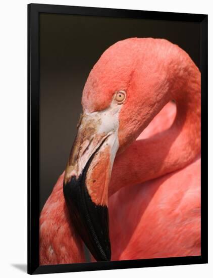 Chilean Flamingo-Adam Jones-Framed Photographic Print