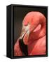 Chilean Flamingo-Adam Jones-Framed Stretched Canvas